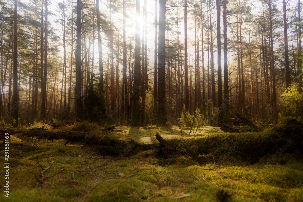 Obraz premium morning in the forest