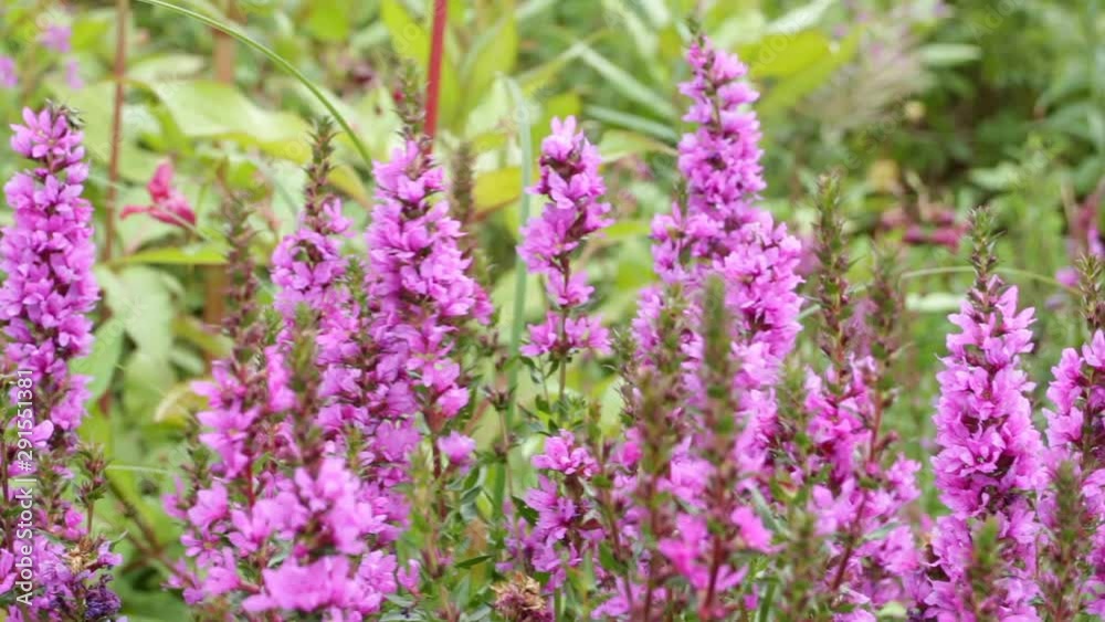 wildflower Lythrum salicaria blooming close up wildflower Lythrum salicaria blooming close up