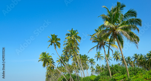 Coconut palm trees against blue sky.