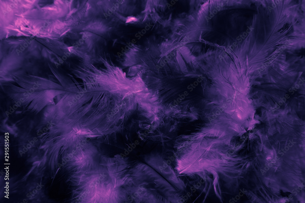 Beautiful closeup textures abstract colorful dark black white pink and  purple feathers and darkness white pattern feather background and wallpaper  Stock Photo | Adobe Stock