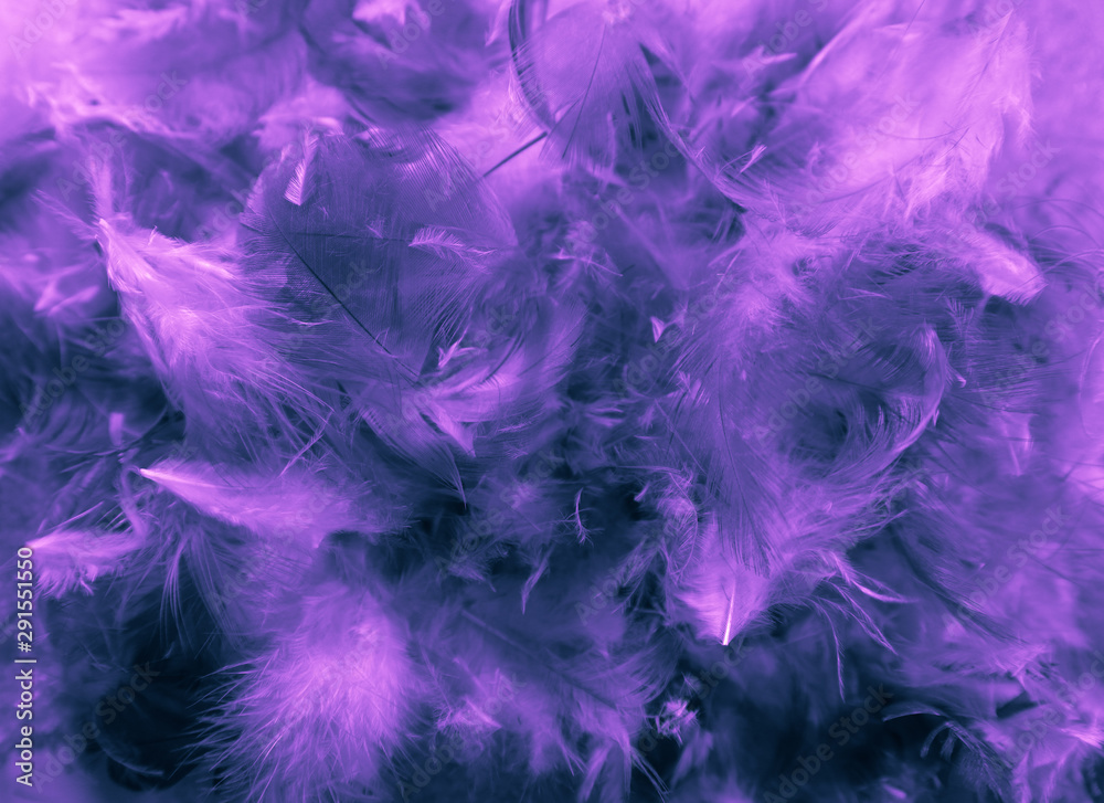 Beautiful closeup textures abstract colorful dark black white pink and purple feathers and darkness white pattern feather background and wallpaper