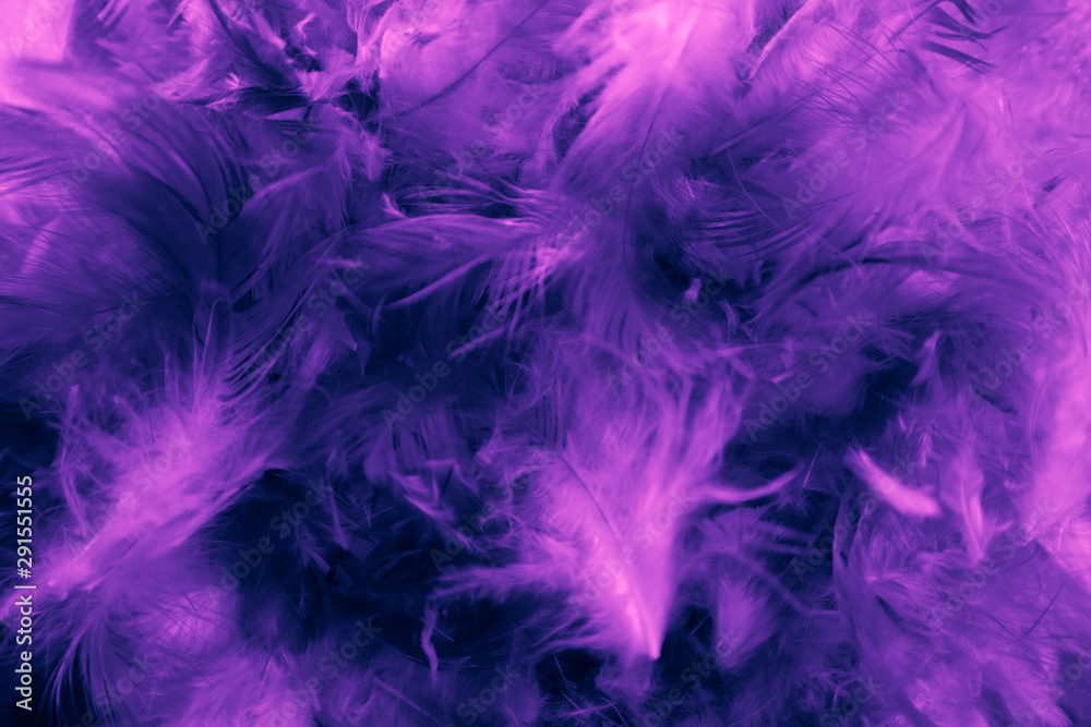 Beautiful closeup textures abstract colorful dark black white pink and purple feathers and darkness white pattern feather background and wallpaper