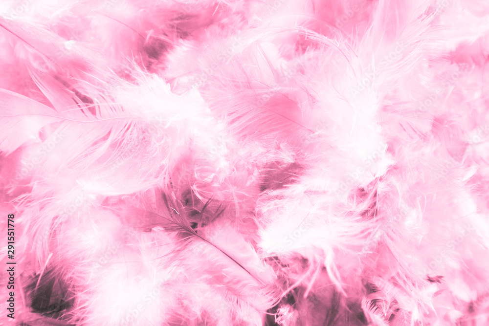 Beautiful closeup textures abstract colorful dark black white red and pink feathers and white pattern feather background and wallpaper