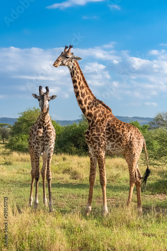 Giraffes standing in the savannah in the Serengeti park  two wild animals