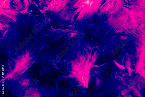 Beautiful closeup textures abstract colorful dark black white red purple and pink feathers and darkness white pattern feather background and wallpaper