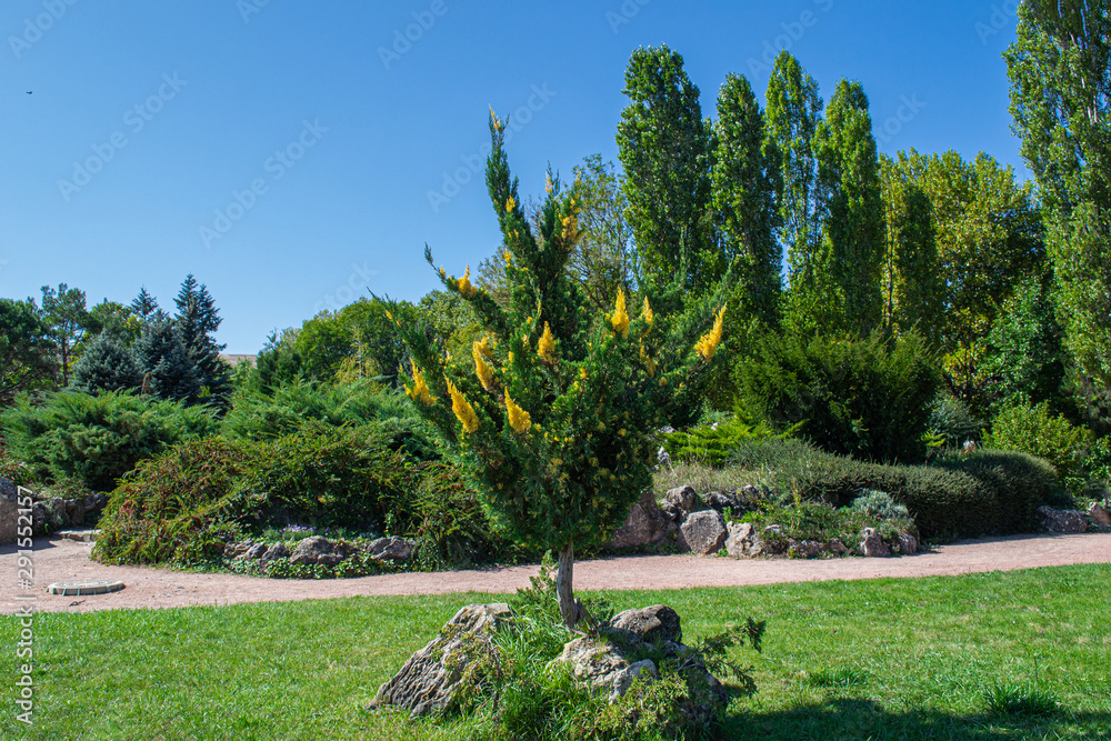 Beautiful tree, green lawn in colorful landscaped garden. beautiful garden.