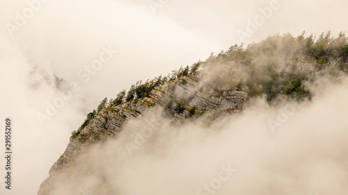 Mountain trees