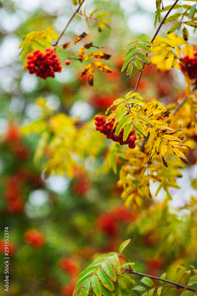 Bright red rowan berries on the branches of autumn trees in a city park.