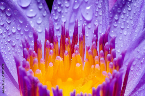 Macro yellow carpel of purple Lotus flower