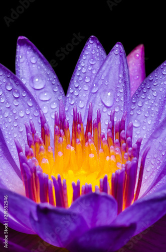 Macro yellow carpel of purple Lotus flower
