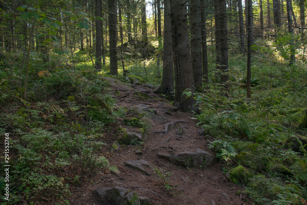 path with stones in the forest path with stones in the forest