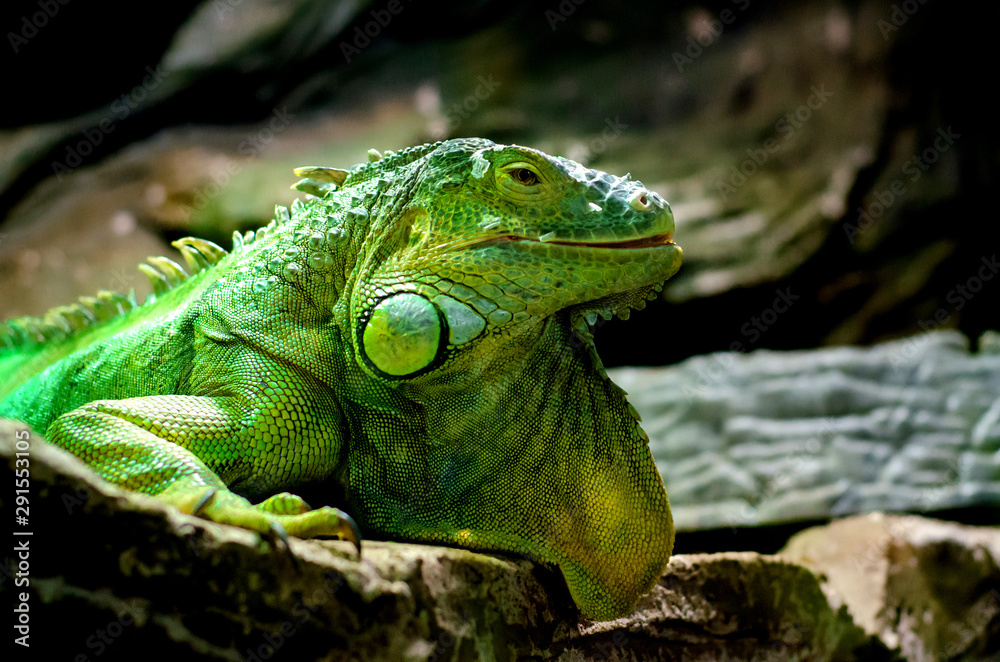 The green iguana (Iguana iguana), also known as the American iguana. The green iguana (Iguana iguana), also known as the American iguana.