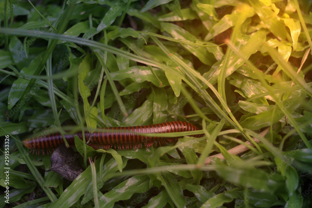 Millipedes walks into the grass to hide ,selective focus,topview Millipedes walks into the grass to hide ,selective focus,topview