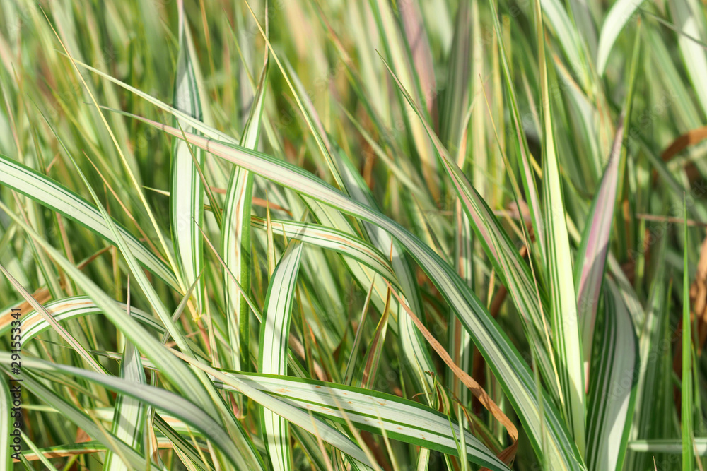 Fototapeta premium Reed Canary grass Phalaris Arundinacea. Natural background