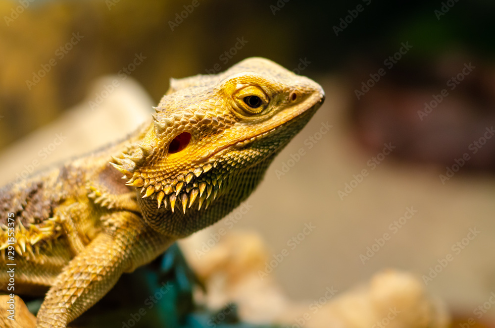Fototapeta premium Pogona vitticeps, centralny (lub śródlądowy) smok brodaty, to gatunek jaszczurki agamidowej występujący w wielu suchych i półsuchych regionach Australii.