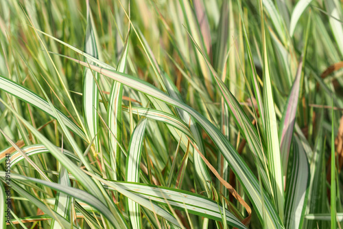 Reed Canary grass Phalaris Arundinacea. Natural background photo