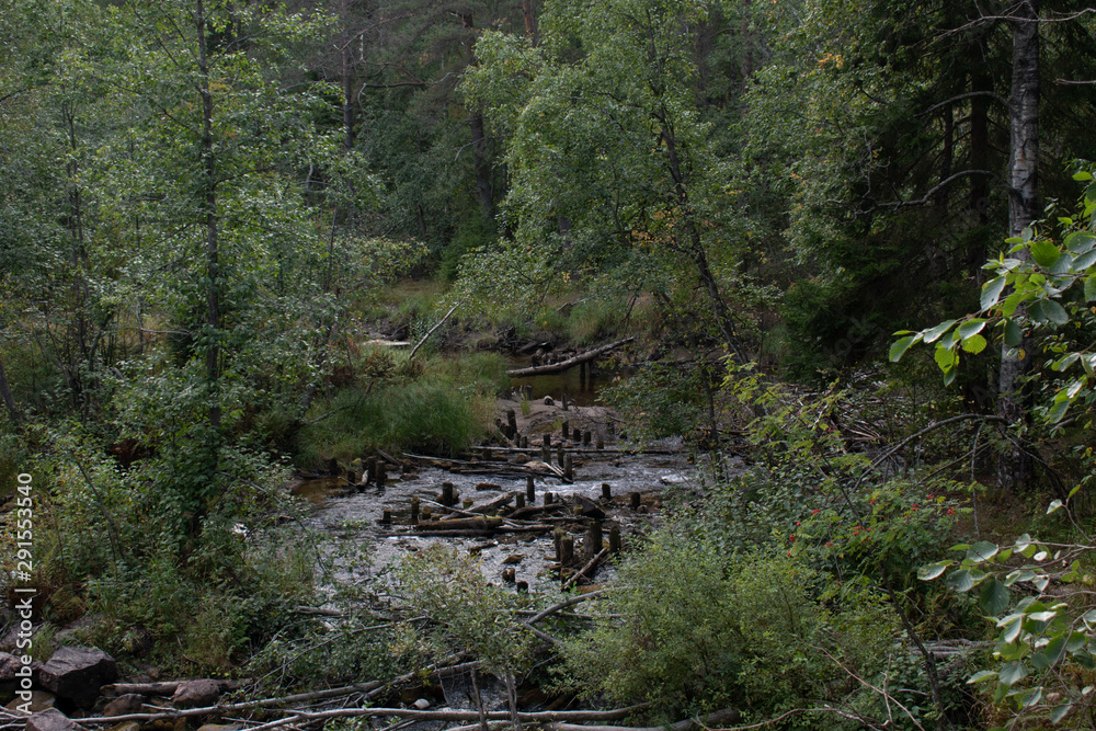 Mountain river in the forest