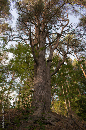 tree in the forest