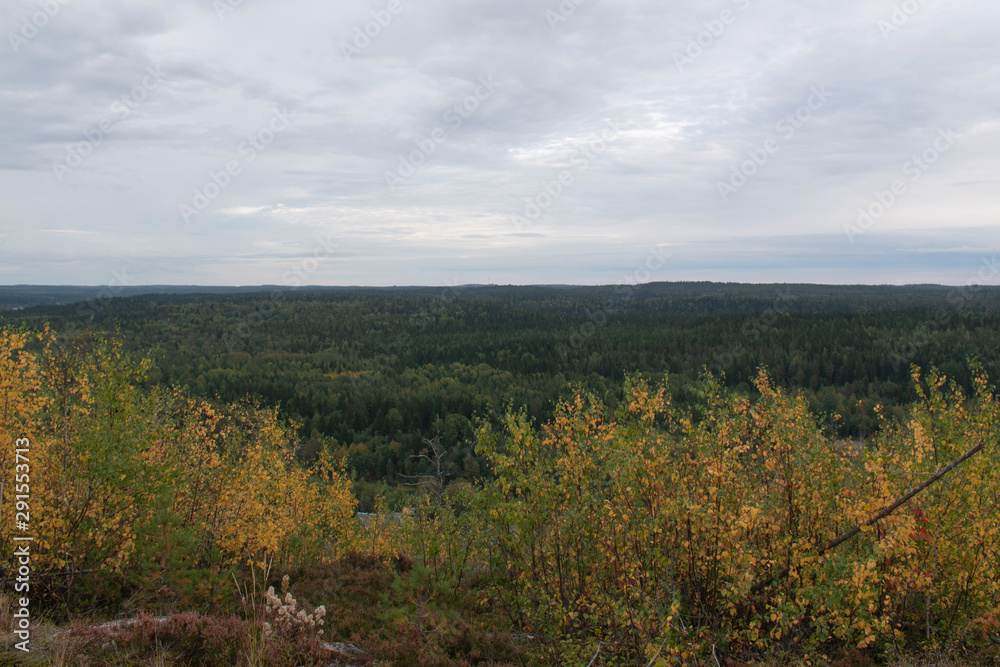 Fototapeta premium view in the mountains on a boreal forest
