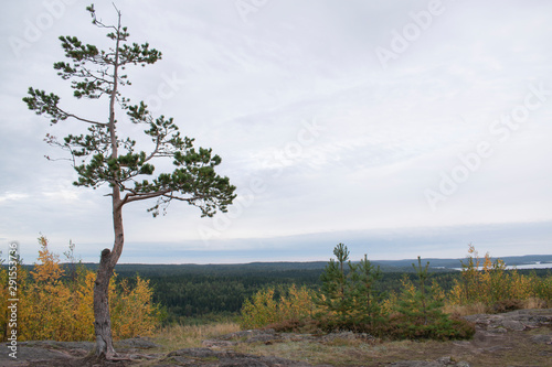 Lonely pine tree in the mountains with a view on a boreal forest