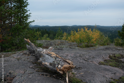 old tree trunk on the mountain with a view on the forest