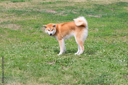 Cute akita inu puppy is standing on a green grass in the park. Pet animals.