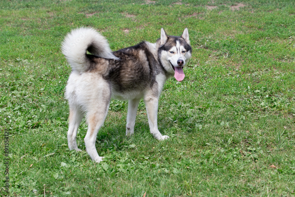 Cute siberian husky is standing on a green grass in the park. Pet animals.
