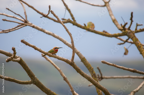 White-fronted bee-eater