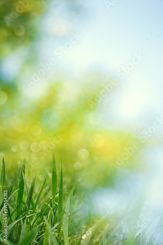 Beauty healthy backgrounds with foliage  green grass and bokeh