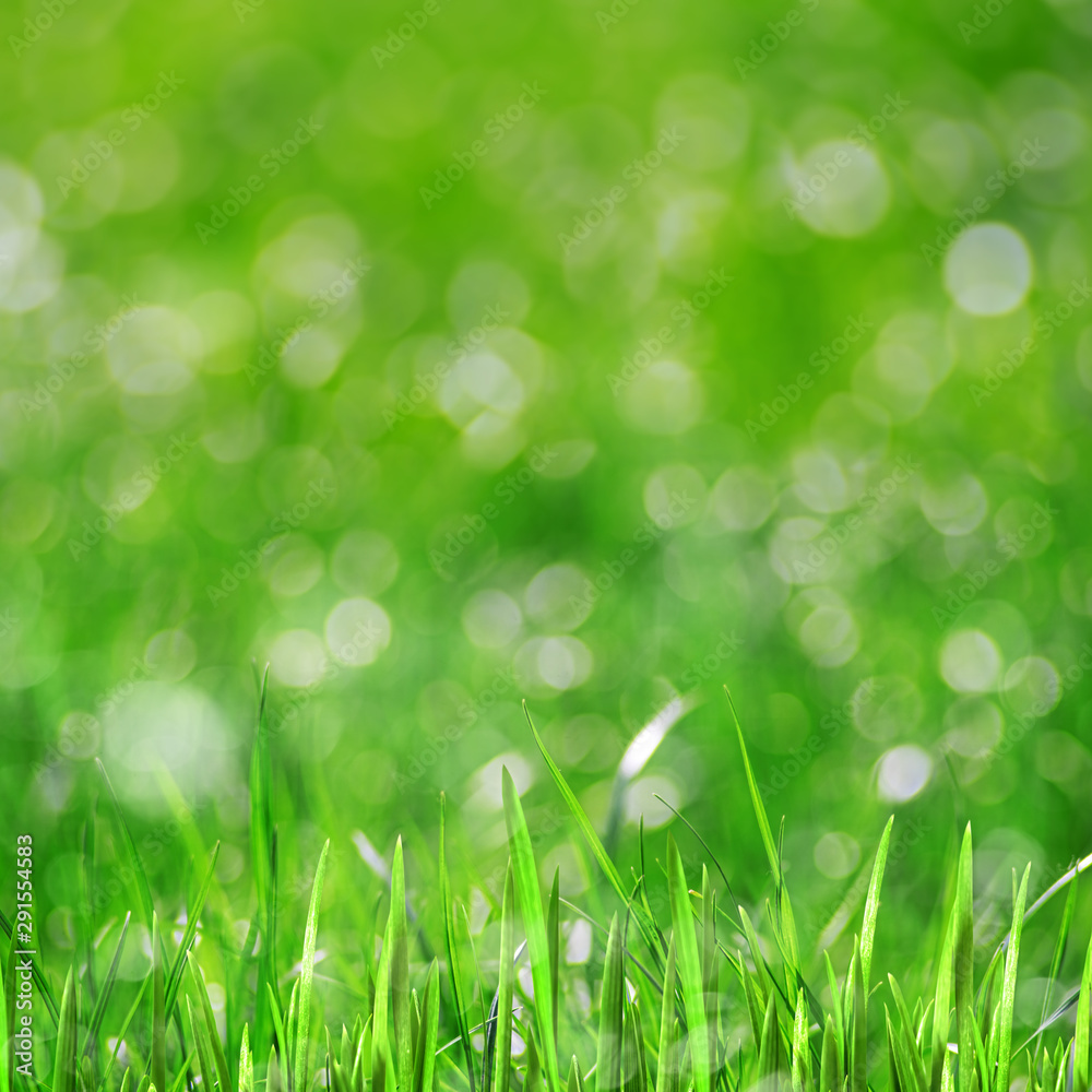 Obraz premium Beauty healthy backgrounds with foliage, green grass and bokeh