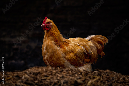 Golden Chicken with dark background