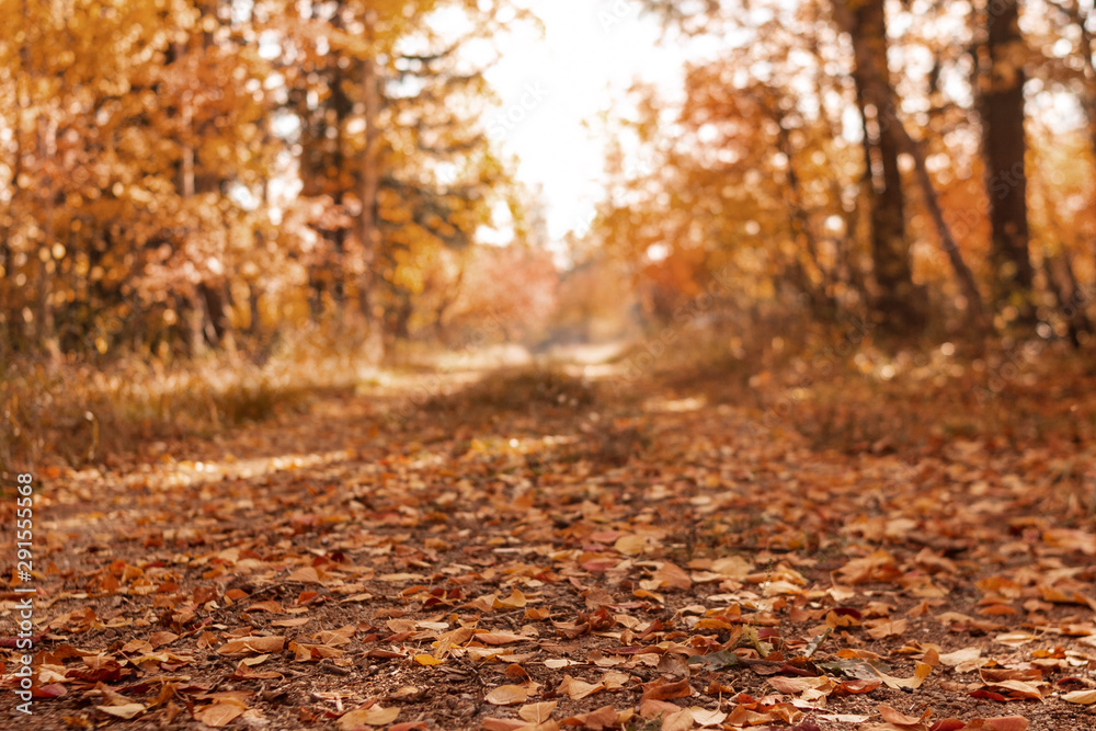 A rural road in the autumn forest is covered with fallen leaves.