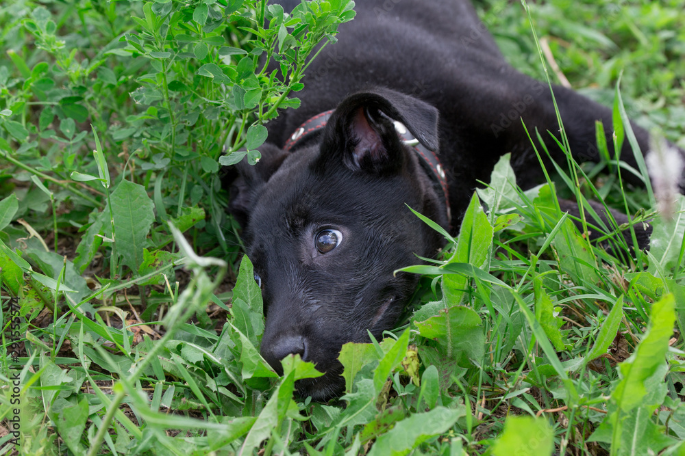 Cute multibred puppy from the dog shelter is lying in the green grass.