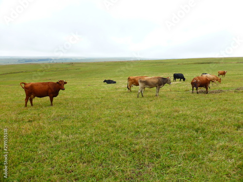 Cows in the pasture 