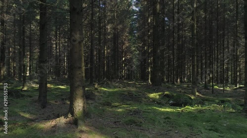 Wallpaper Mural Drone shot flying between trees in old forest. Mossy ground, branches and stumps, sunlight peaking through spruce trees. Nature background in 4K resolution Torontodigital.ca