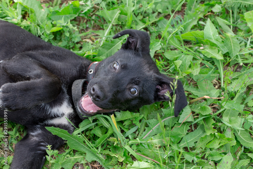 Joyful cute homeless puppy from the dog shelter is lying in the green grass. Joyful cute homeless puppy from the dog shelter is lying in the green grass.
