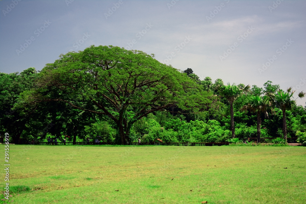 the green lawn on foreground of big tree and blurred sky at noon