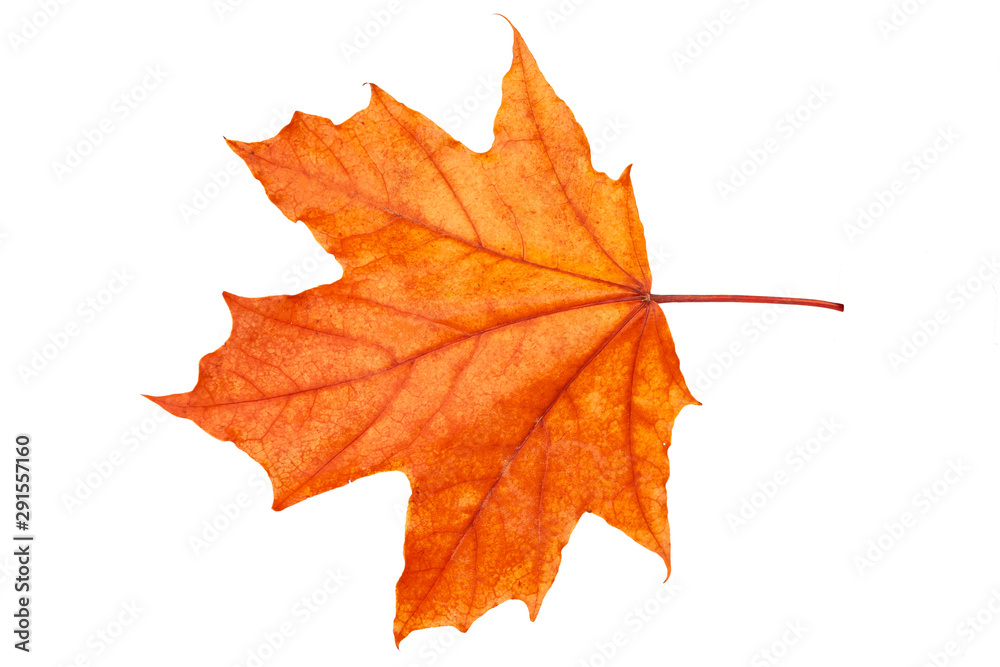Red-yellow Maple leaf on a white background. Red-yellow Maple leaf on a white background.