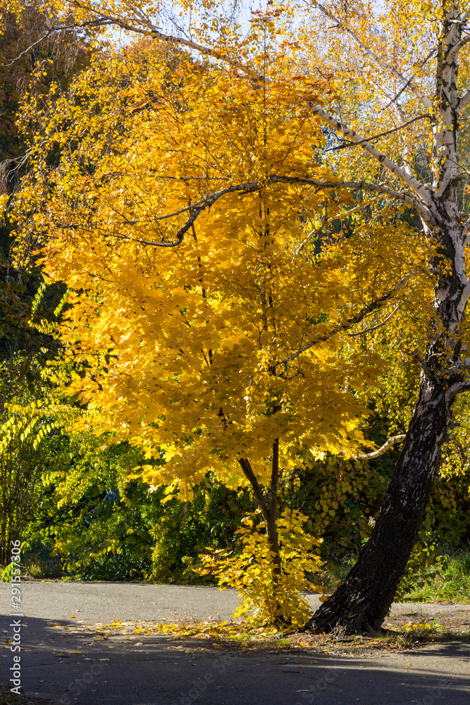 Birch with yellow leaves, blue sky, autumn sunny day