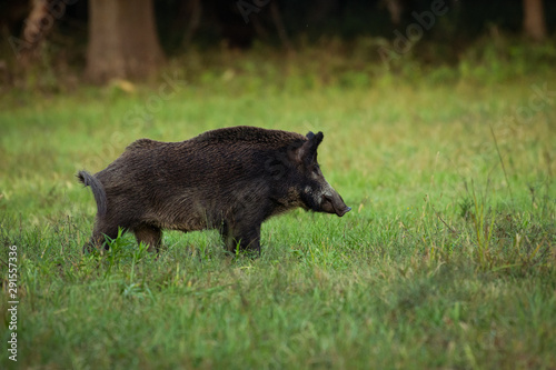 Wild boar walking in forest .Wildlife in natural habitat.