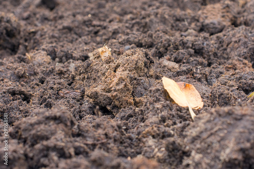 Fertile soil for sowing, selective focus