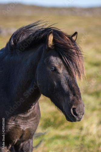 Portrait of a black horse © David