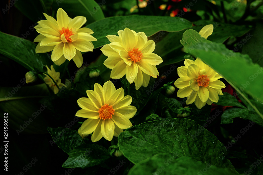 yellow flowers in the garden yellow flowers in the garden