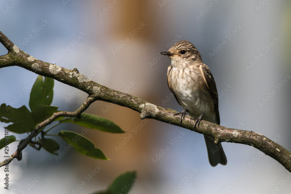 Spotted flycatcher (Muscicapa striata)