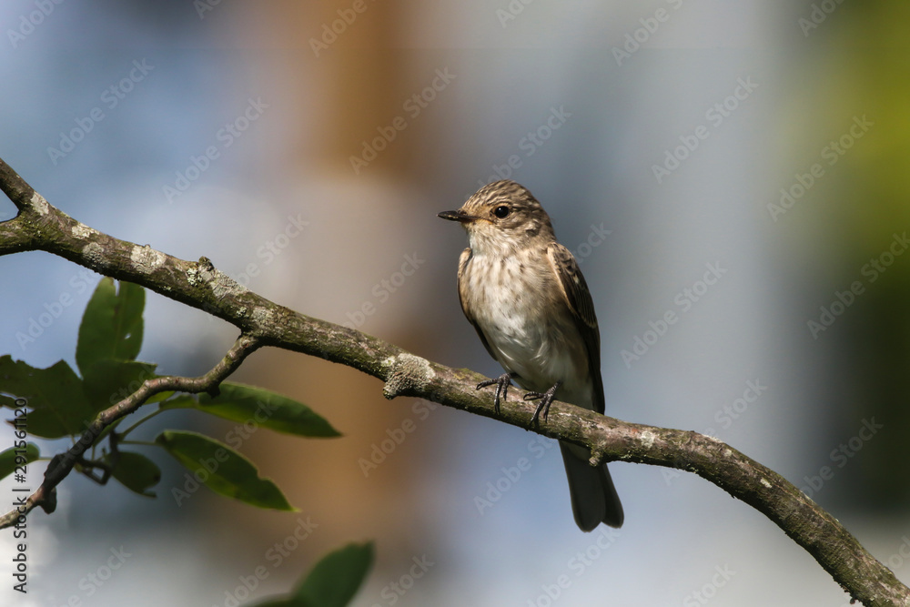Spotted flycatcher (Muscicapa striata)