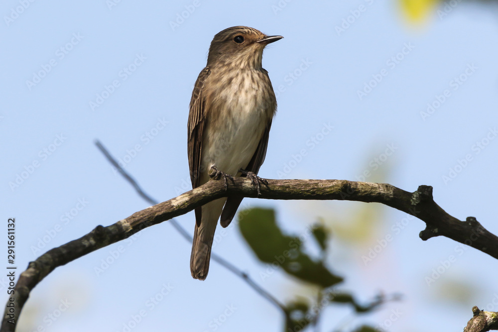Spotted flycatcher (Muscicapa striata) Spotted flycatcher (Muscicapa striata)