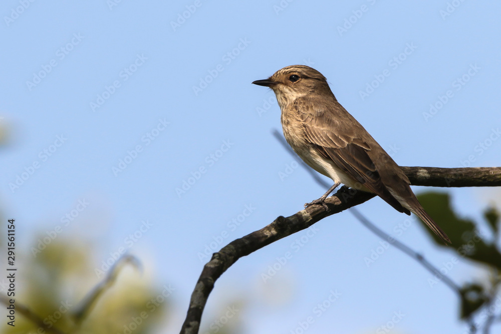 Spotted flycatcher (Muscicapa striata)