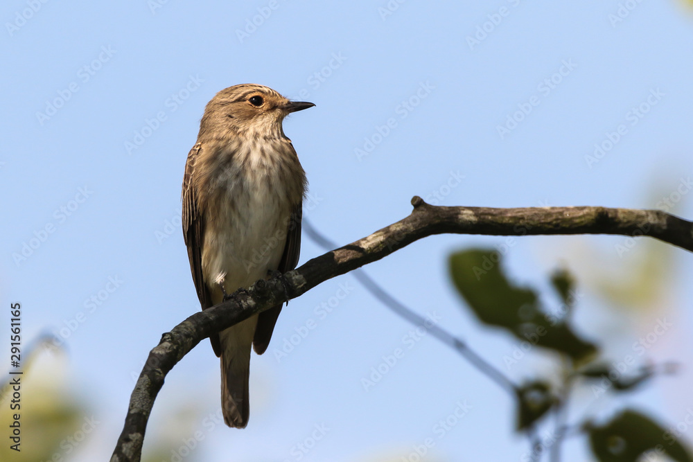 Spotted flycatcher (Muscicapa striata)
