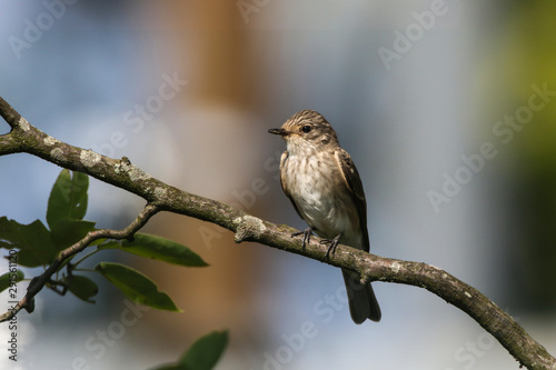 Obraz na płótnie Spotted flycatcher (Muscicapa striata) w salonie