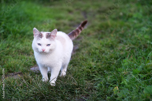 White cat with gray spots and blue eyes stands on the grass